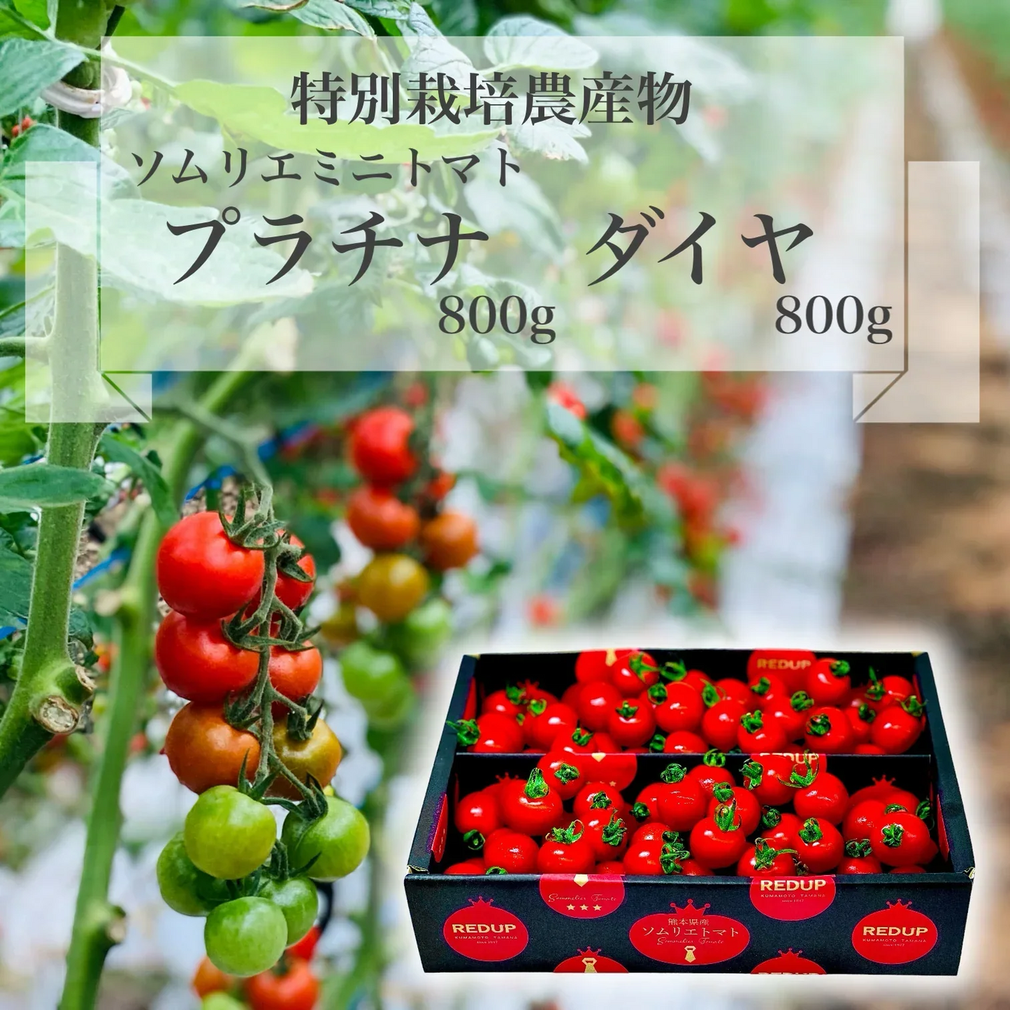 【特別栽培農産物】ソムリエミニトマト　ダイヤ８００ｇとプラチナ８００ｇのセット