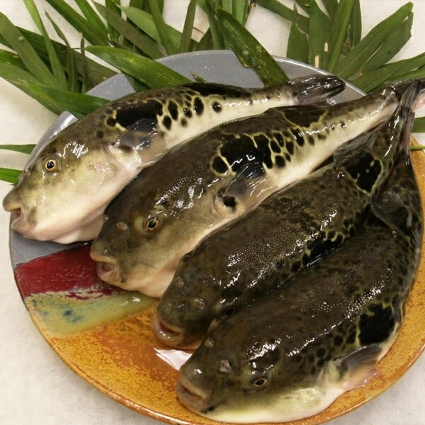 【那珂川町名産品】温泉とらふぐてっさ・てっちりセット（2人前）Sコース とらふぐてっさ（生食用刺し身）・てっちり（加熱用切り身）【東北・関東のみ受付】【返品不可】