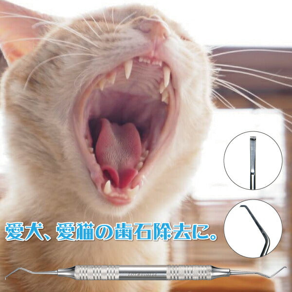 【歯石取り】【歯垢取り】【ヤニ取り】スケーラー(ホータイプ) 愛犬や愛猫の歯石取りに便利《今なら犬用 猫用 歯ブラシ/Ci シュワワ/1本おまけ付》【メール便送料無料】
