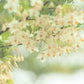 はちみつ 国産 天然ハチミツ 花々の雫 瓶タイプ 120g 非加熱 はちみつ 蜂蜜 ギフト 瓶詰 国産蜂蜜