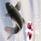 開運掛軸　【夫婦滝昇鯉】　森山観月筆