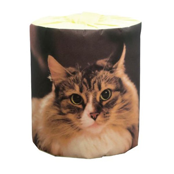 トイレットペーパー 仔猫 5種類アソート ダブル30m 個包装50個