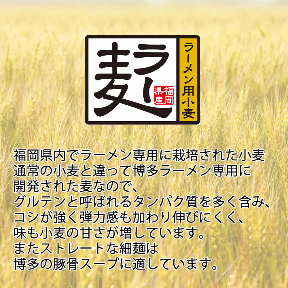【3人シェア買いでお得】6食入 　博多ラーメン　 国産 福岡県産ラー麦 本格半生麺