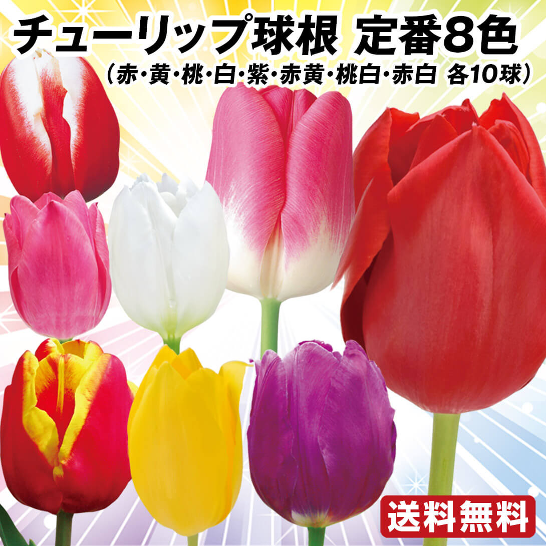 チューリップ 球根 チューリップ定番8色セット 8色80球(各10球)