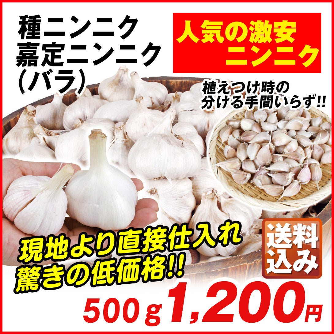 ニンニク 種球 嘉定ニンニク（バラ）（中国産） 500g[発送は翌年1月～となります。]