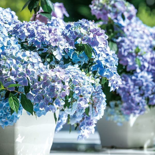 花木苗 アジサイ ラグランジア(R) クリスタルヴェール2 品種登録出願予定 1株[発送は翌年1月～となります。]