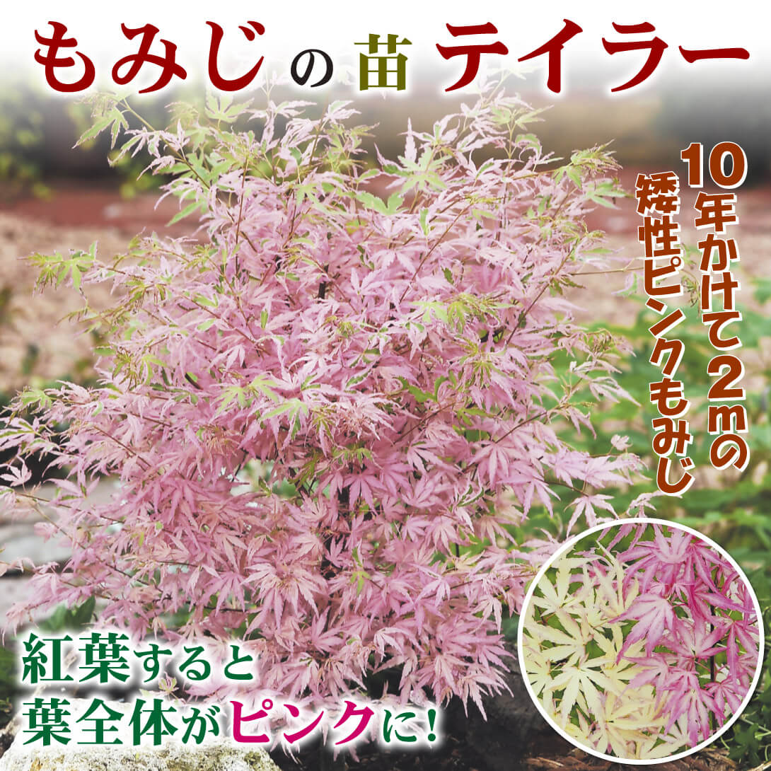 花木苗 もみじ テイラー 1株[発送は翌年1月～となります。]