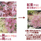 花木苗 もみじ テイラー 1株[発送は翌年1月～となります。]