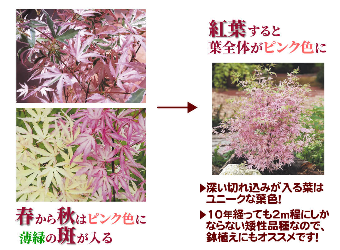花木苗 もみじ テイラー 1株[発送は翌年1月～となります。]