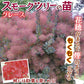 花木苗 スモークツリー グレース 1株[発送は翌年1月～となります。]