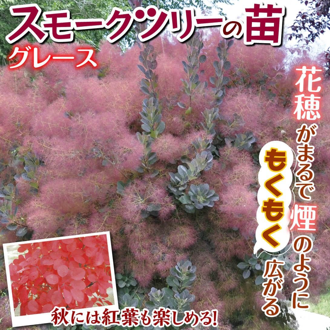 花木苗 スモークツリー グレース 1株[発送は翌年1月～となります。]