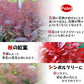 花木苗 スモークツリー グレース 1株[発送は翌年1月～となります。]