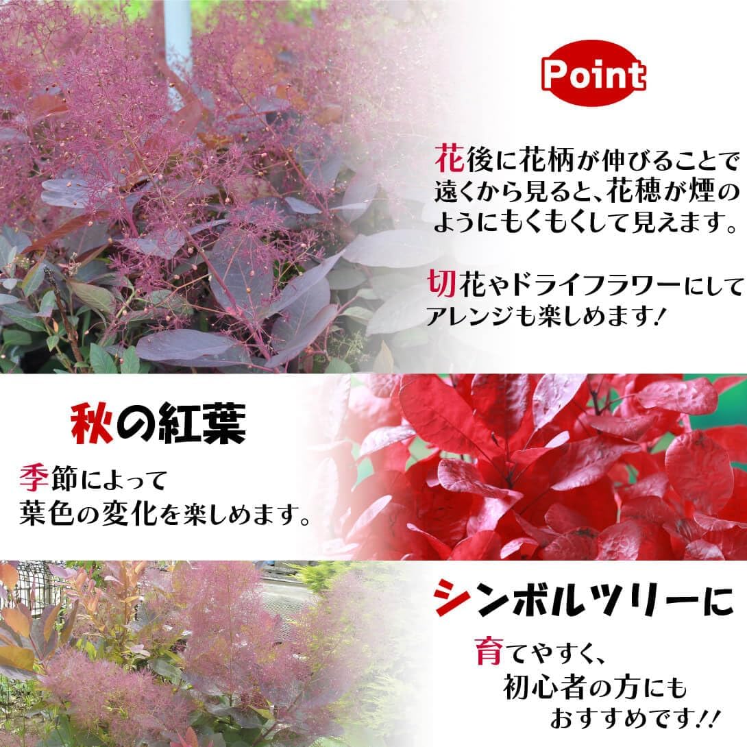 花木苗 スモークツリー グレース 1株[発送は翌年1月～となります。]
