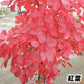 花木苗 スモークツリー グレース 1株[発送は翌年1月～となります。]