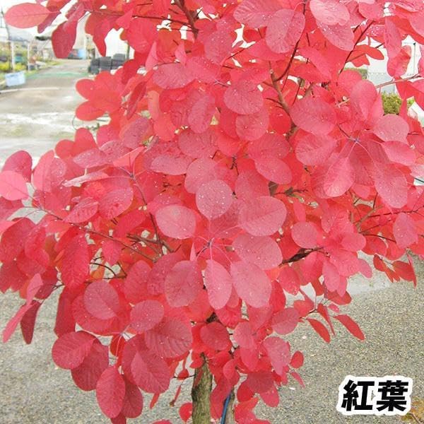 花木苗 スモークツリー グレース 1株[発送は翌年1月～となります。]