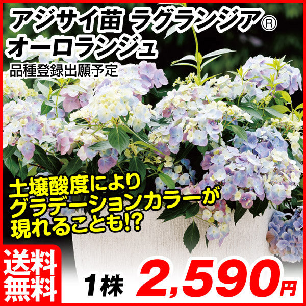 花木苗 アジサイ ラグランジア(R) オーロランジュ 品種登録出願予定 1株[発送は翌年1月～となります。]
