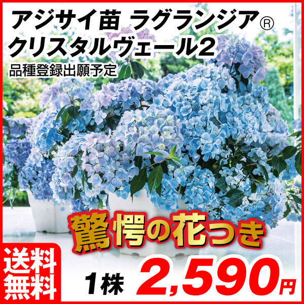 花木苗 アジサイ ラグランジア(R) クリスタルヴェール2 品種登録出願予定 1株[発送は翌年1月～となります。]
