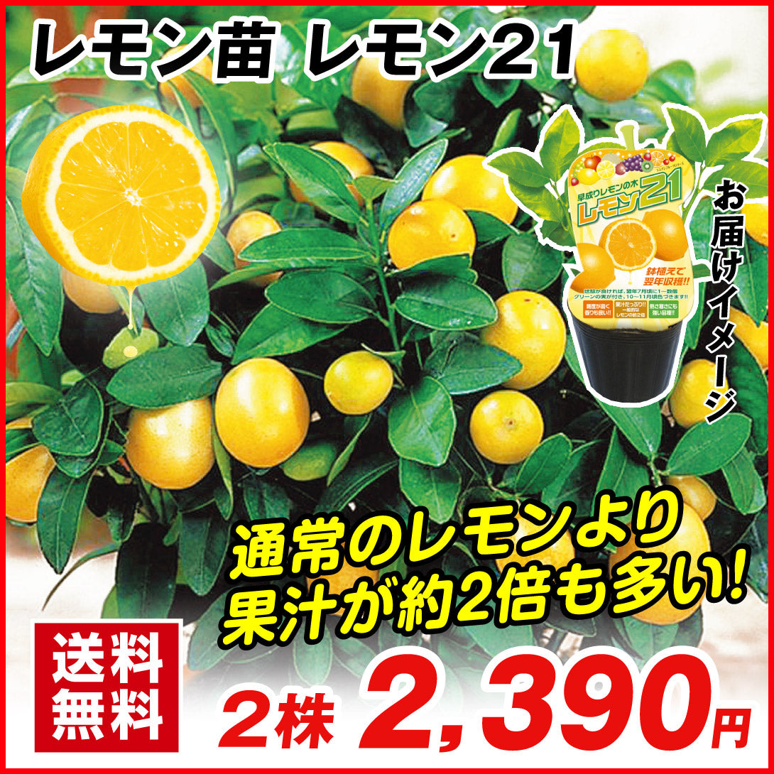 鉢植え向き果樹苗 レモン レモン２１  2株[発送は翌年1月～となります。]