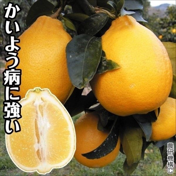 果樹苗 カンキツ レモン 璃の香PVP 1株[発送は翌年1月～となります。]