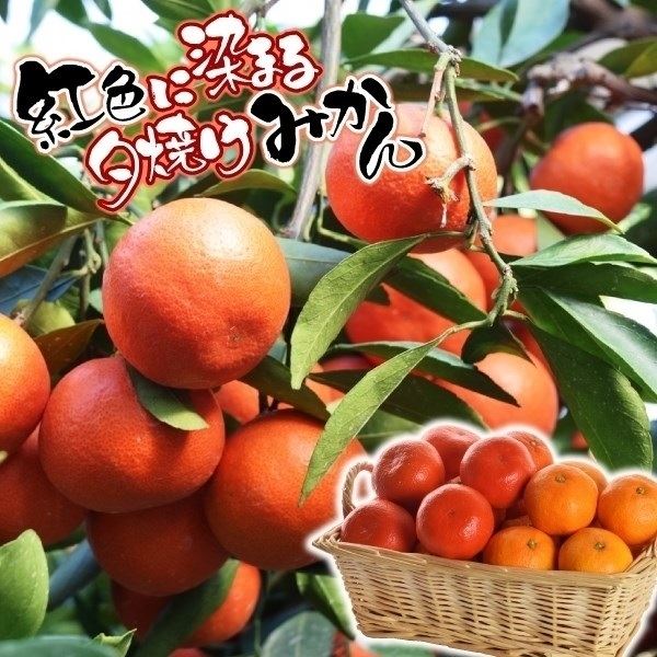 果樹苗 温州みかん カンキツ 小原紅早生 1株[発送は翌年1月～となります。]