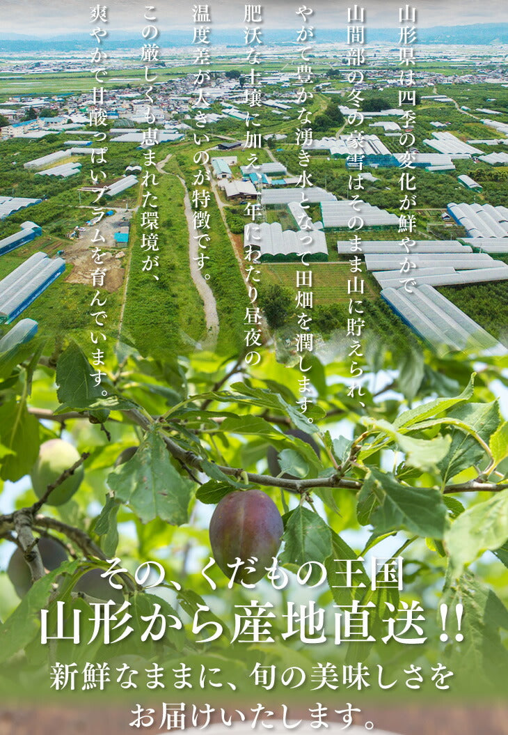 ［9月上旬より順次発送］プラム すもも 秋姫約1.2kg(6〜14玉) 山形県産 秀品 果物 フルーツ ギフト プレゼント JA共選品 ※一部地域は別途送料追加  【ゲリラセール】