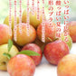 ［9月上旬より順次発送］プラム すもも 秋姫約1.2kg(6〜14玉) 山形県産 秀品 果物 フルーツ ギフト プレゼント JA共選品 ※一部地域は別途送料追加  【ゲリラセール】