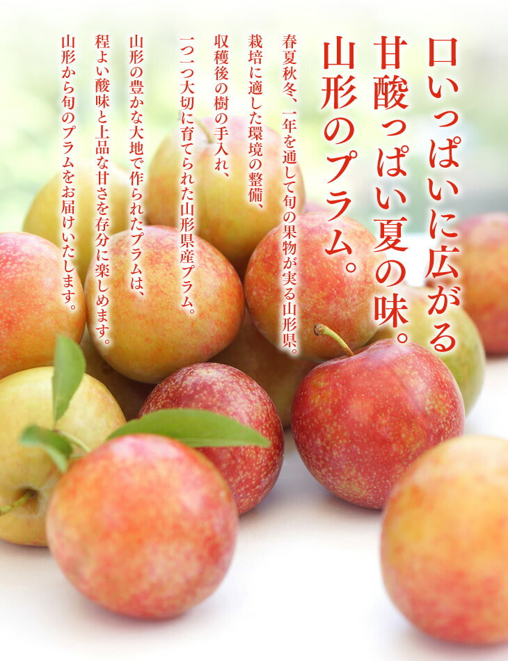 ［9月上旬より順次発送］プラム すもも 秋姫約1.2kg(6〜14玉) 山形県産 秀品 果物 フルーツ ギフト プレゼント JA共選品 ※一部地域は別途送料追加  【ゲリラセール】