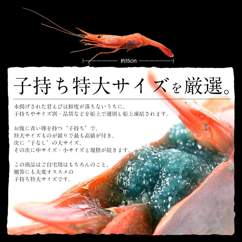 【SUPER在庫処分市】越前産 甘えび 子持ち特大サイズ 500g（約30尾入り） 甘エビ 刺身用 ［送料無料］ 産地直送 海鮮 エビ セット 海老 大 甘海老 美味しい 大きい えび 冷凍えび 冷凍エビ 食品ギフト ごちそう 贈り物 贈答 母の日 プレゼント ギフト