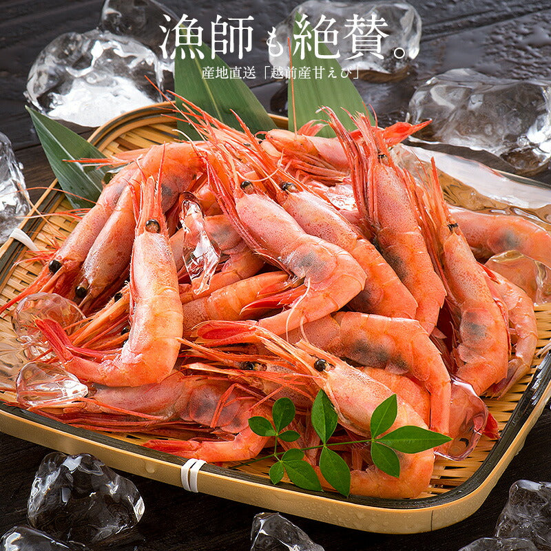 【SUPER在庫処分市】越前産 甘えび 甘エビ 子持ち 500g（約40尾入り） 冷凍エビ 冷凍えび 冷凍海老 刺身用 天然 食べ物 海鮮 魚介 水産 冷凍 祝い お徳用 国内 魚介類 美味しいお取り寄せ グルメ 贈り物 母の日 プレゼント ギフト  母の日思いの 実用的