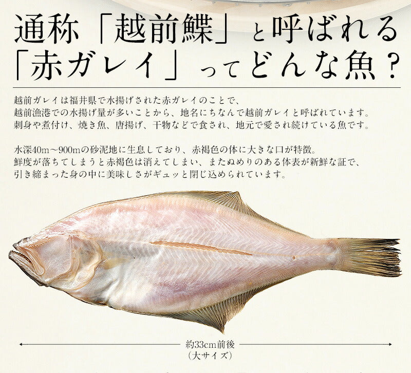 干物 越前ガレイ 越前がれい カレイ かれい 鰈 大サイズ×2尾 赤ガレイ 赤カレイ 赤鰈 美味しい お魚 グルメ 魚 おつまみ おかず 酒の肴 海鮮 お取り寄せグルメ 酒のつまみ 食べ物 贈り物 ごちそう ギフト