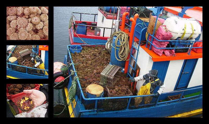 ウニ うに 200g（100g×2パック） 無添加 雲丹 お取り寄せ 海鮮 チリ チリ産 魚卵 高級グルメ 高級海鮮 お取り寄せグルメ 海鮮ギフト 美味しい 食品ギフト 高級食材 ［送料無料］ ギフト プレゼント