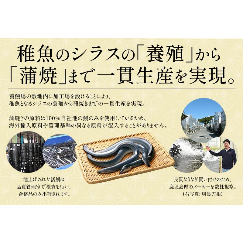 鰻 ウナギ うなぎ 3種セット 蒲焼き 無頭 国産 大サイズ 約165g×2尾 刻みうなぎ 50g×1袋 カットうなぎ 80g×1袋 国産鰻 グルメ うなぎの蒲焼 ウナギ蒲焼き カット 送料無料