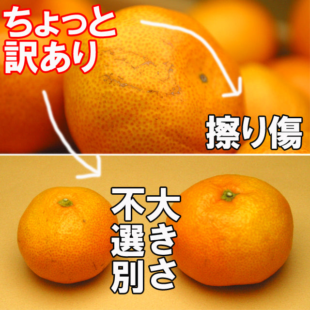 訳あり和歌山みかん10kg プロ御用達