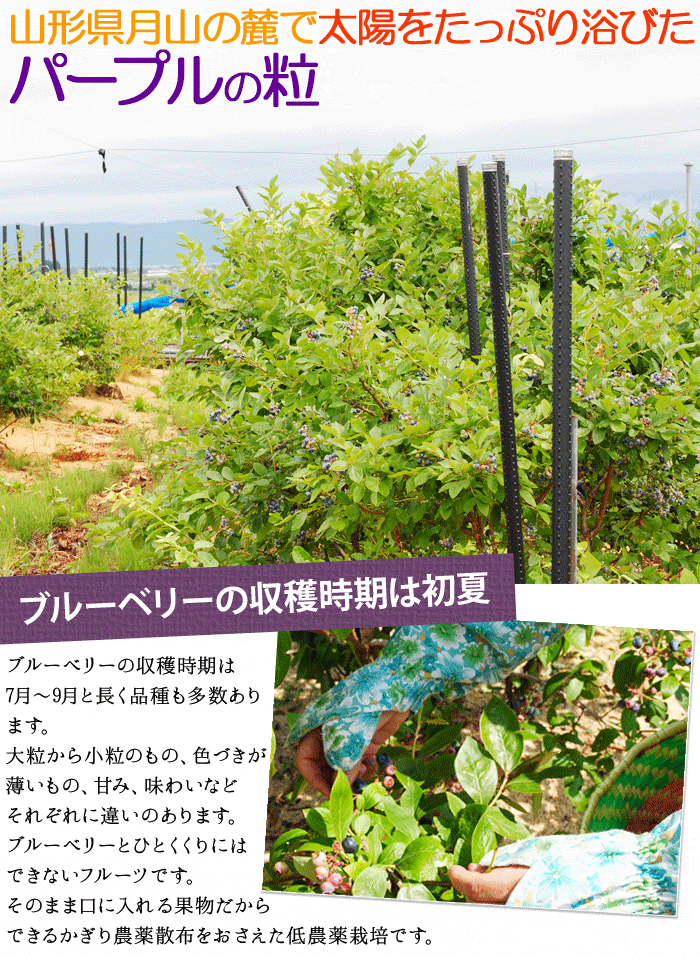 冷凍ブルーベリー１kg 100kg限定入荷☆山形県羽黒地区産!!冷凍