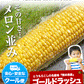 日本最速級6月中出荷 とうもろこし ゴールドラッシュ 7本入り (3L~L サイズ)