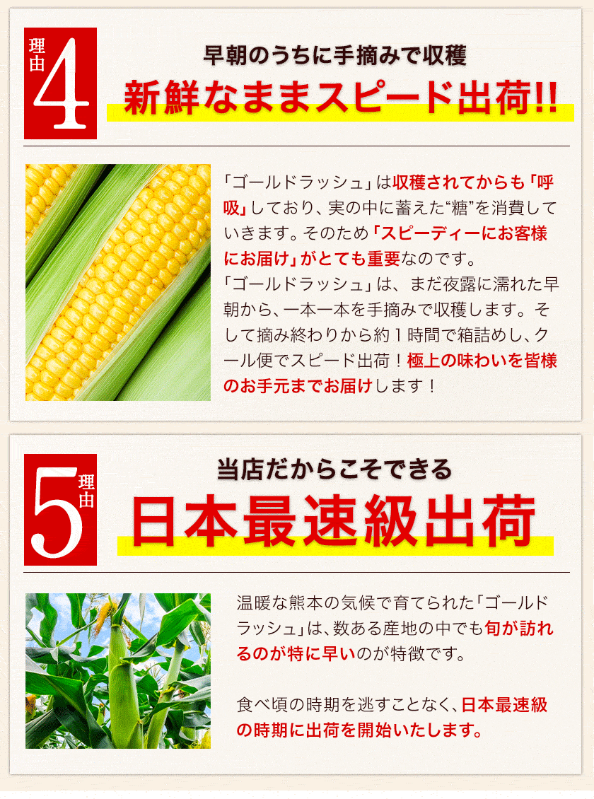 日本最速級6月中出荷 とうもろこし ゴールドラッシュ 30本入り (3L~L サイズ) 約9.0kg～約10.5kg メロン並の甘さ 朝採り 生で食べられる トウモロコシ スイートコーン お取り寄せ