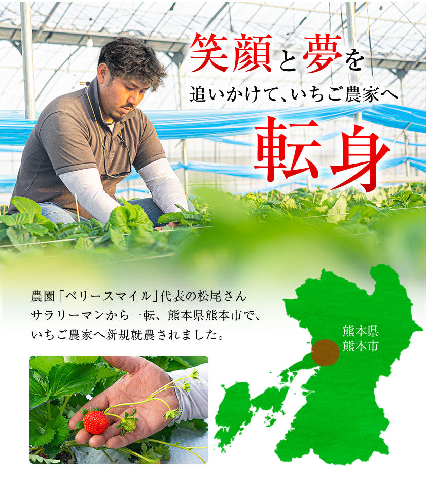 熊本県産 いちご 苺 ゆうべに 恋みのり 280g以上×2パック (24～36玉)  送料無料