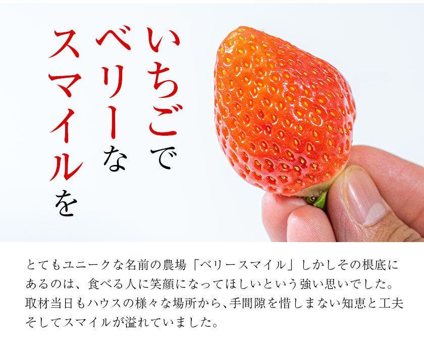 熊本県産 いちご 苺 ゆうべに 恋みのり 280g以上×2パック (24～36玉)  送料無料