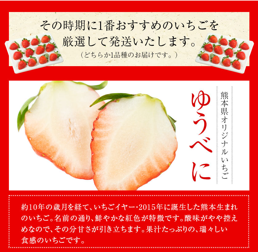 熊本県産 いちご 苺 ゆうべに 恋みのり 280g以上×2パック (24～36玉)  送料無料