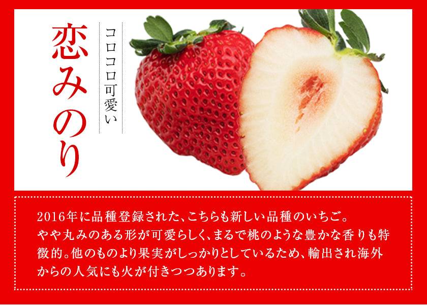 熊本県産 いちご 苺 ゆうべに 恋みのり 280g以上×2パック (24～36玉)  送料無料