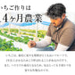熊本県産 いちご 苺 ゆうべに 恋みのり 280g以上×2パック (24～36玉)  送料無料