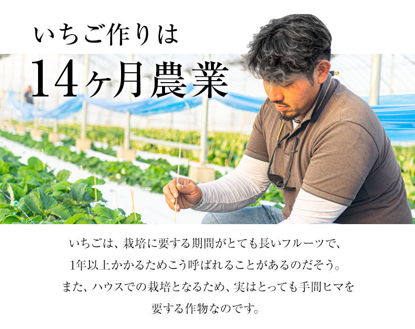 熊本県産 いちご 苺 ゆうべに 恋みのり 280g以上×2パック (24～36玉)  送料無料