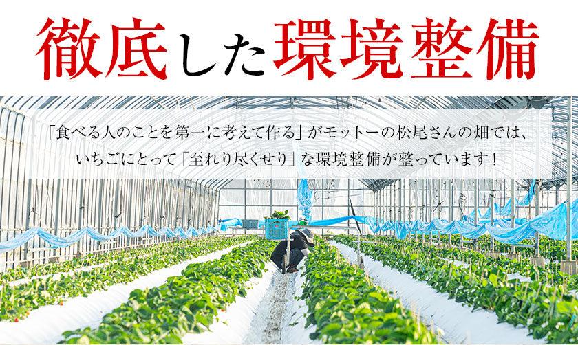 熊本県産 いちご 苺 ゆうべに 恋みのり 280g以上×2パック (24～36玉)  送料無料