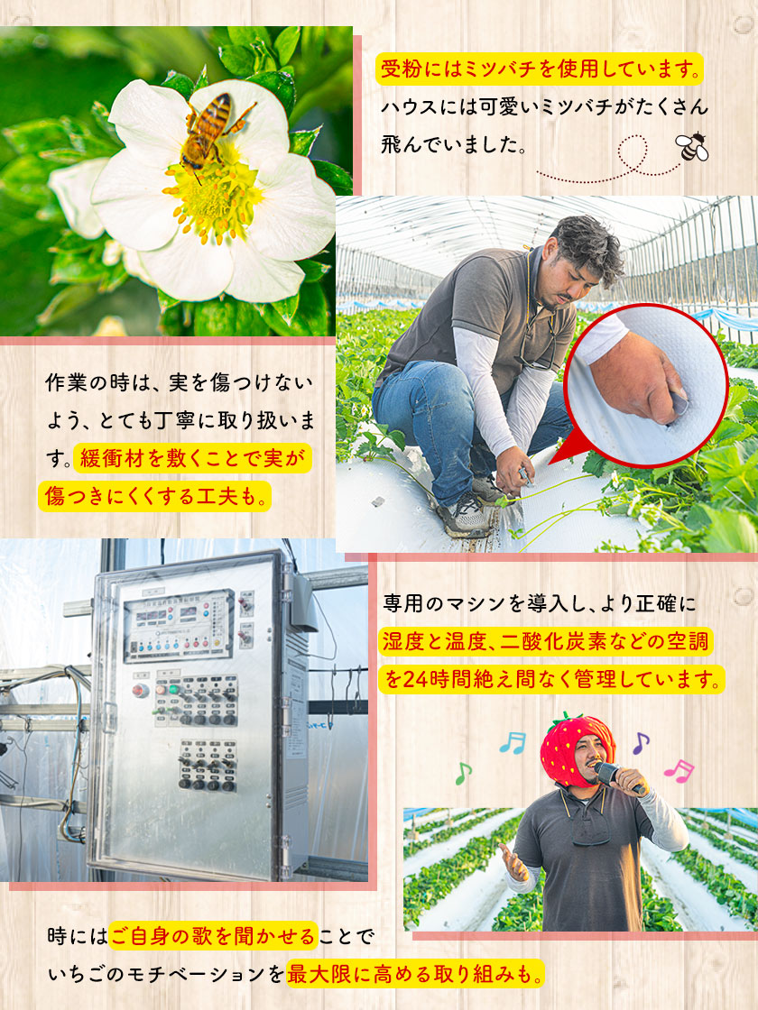 熊本県産 いちご 苺 ゆうべに 恋みのり 280g以上×2パック (24～36玉)  送料無料