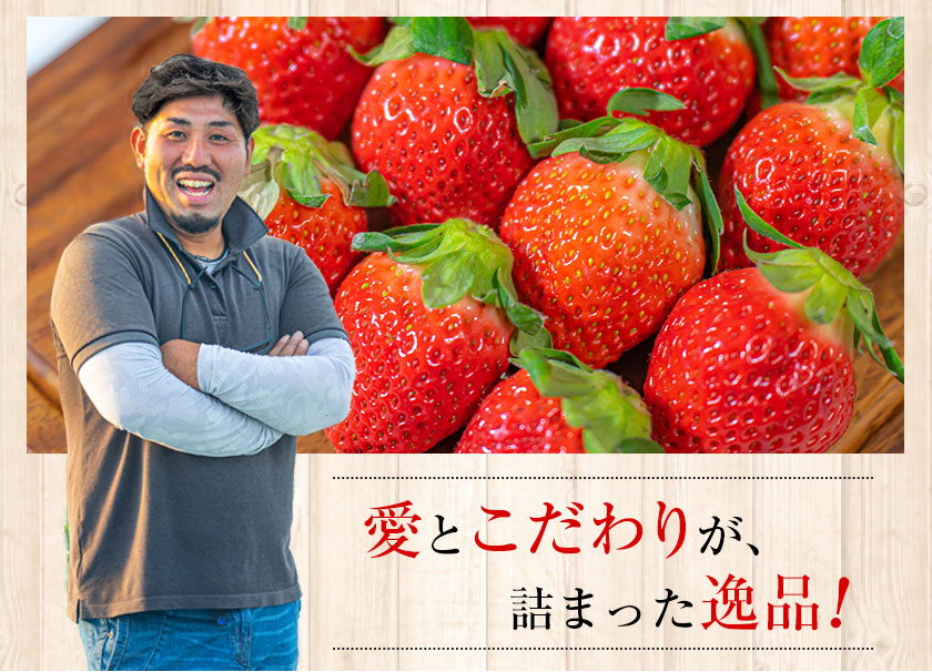 熊本県産 いちご 苺 ゆうべに 恋みのり 280g以上×2パック (24～36玉)  送料無料
