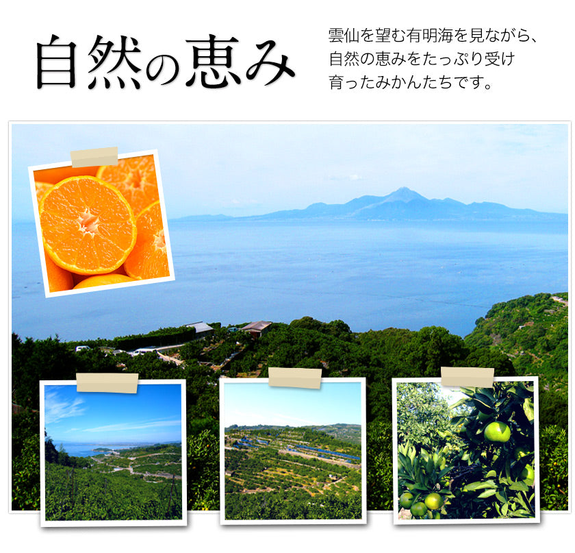 【30人シェア買い企画】和菓子 高級 ギフト お取り寄せ まるごと みかん 大福 9個 送料無料
