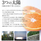 【30人シェア買い企画】和菓子 高級 ギフト お取り寄せ まるごと みかん 大福 9個 送料無料