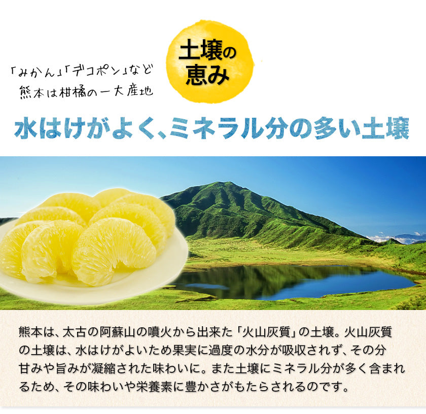 訳あり 文旦 ぶんたん パール柑 4kg