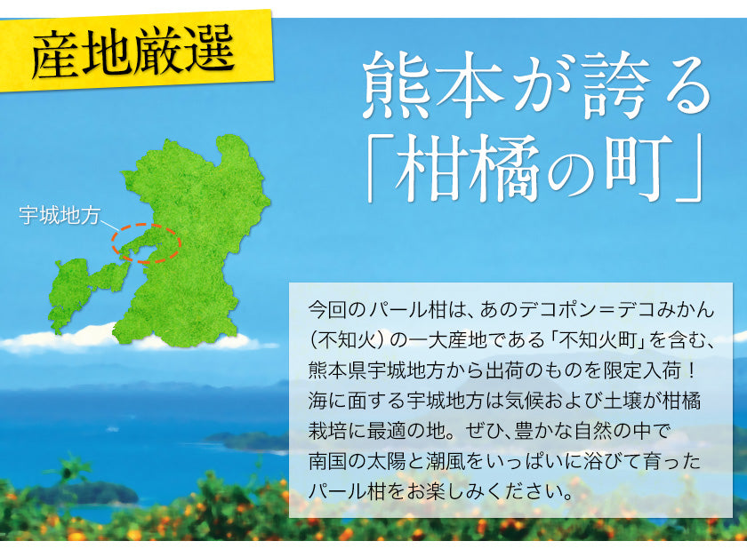 訳あり 文旦 ぶんたん パール柑 4kg