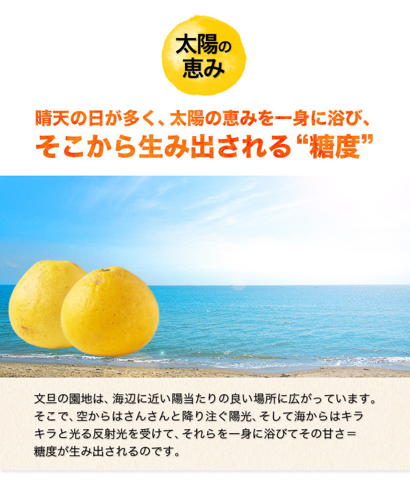 訳あり 文旦 ぶんたん パール柑 4kg